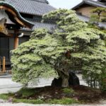 平成30年4月5日撮影　「どうだん春秋」　撮影：髙木一博