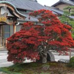 平成30年11月5日撮影　「どうだん春秋」　撮影：髙木一博